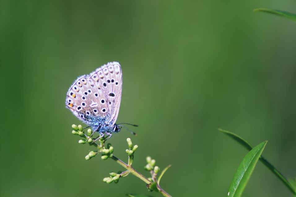 Papillon bleu2